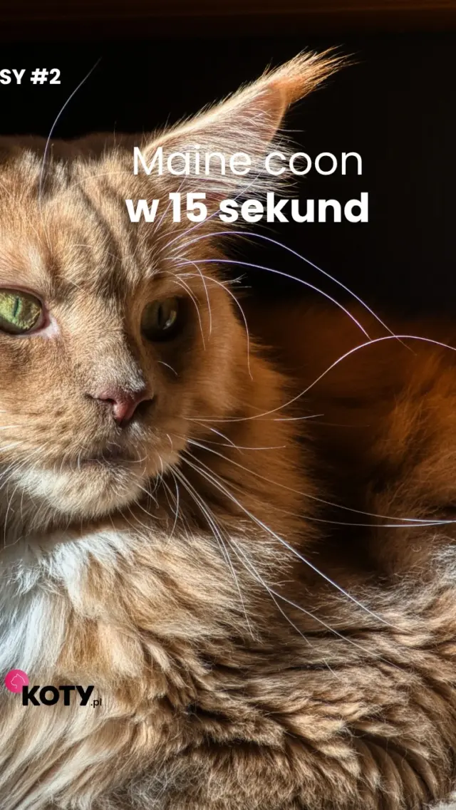 Maine coon to kot, który waży nawet 11 kg i nie lubi być sam - oto on w 15 sekund 🐾
Którą rasę chcecie zobaczyć następnym razem? 🧐