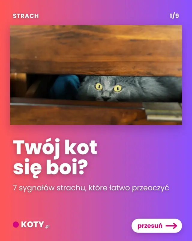 Koty mogą bać się niemal wszystkiego, co nowe. Dr Mikel Delgado, behawiorystka, wyjaśnia w naszym artykule, że koty są drapieżnikami, ale mogą być też ofiarami, więc ostrożnie podchodzą do nowych doświadczeń. Najgorsze, co możesz zrobić, to wyciągać kota z kryjówki na siłę. Najlepsze: zostawić go w spokoju i pozwolić, żeby sam się zaciekawił.
Link do artykułu w bio 🔗🐱🐾
