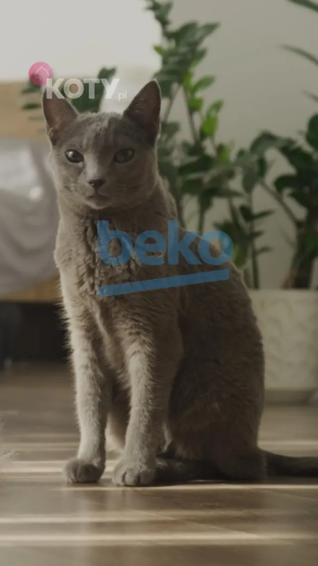 Kochamy nasze koty. Ich kłaczki na ubraniach? Trochę mniej! 🐱
Na ratunek przychodzi pralka Beko z funkcją Pupil, która pomaga usuwać sierść z tkanin.
A teraz najlepsze - teraz możecie taką pralkę WYGRAĆ!Link do konkursu w bio ☝A więcej o funkcji Pupil przeczytacie w artykule na Koty.pl ❤️
